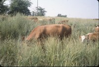 Cows in grassy field