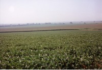 Joel Cornelius bean field 