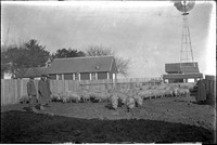 AG 206  Hogs, windmill, people