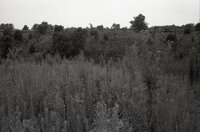 Scrub trees in pasture