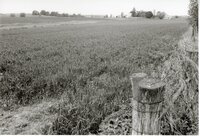 Grassy fields