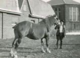 Dale Klingsmith and Belgian draft horse, 1930