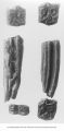 Pleistocene Fauna horse teeth (mammals), Iowa, late 1890s or early 1900s