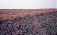 Dan McAllister no-till