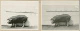 Experiment 315, representative pig #6B, 1929