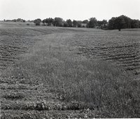 Bean Field with Grass and Shrubs