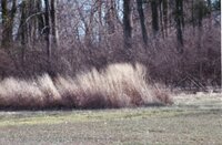 Tall grass