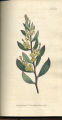 Myrtle-leaved Mimosa, Myrtle Wattle, Red Stem Wattle
