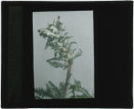 Stachys officinalis (Purple betony)