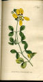 Unpleasant Bean-caper, Caper Bean