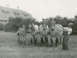 Four Belgian draft horses, 1930