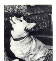 Lucy, the dog sitting on rug looking up