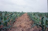 Dan McAllister no-till