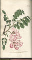 Rough-stalked Robinia, Rose Acacia, Moss Locust, Bristly Locus