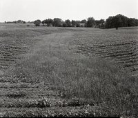 Bean Field with Grass and Shrubs