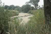 Drought effects on a gully.