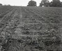 Miscellaneous Views of Crop Land