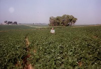 Joel Cornelius bean field 