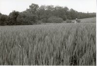 Man with hat, sunglasses, and beard in grassy field