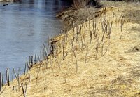 1999 Flint Creek Work day on Richard Olson's property