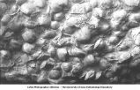 Old green shales bed of the Lower Trenton with natural size Orthis Dlamanella,subeauata, con. and Orthis Tricenaria con, Waukon, Iowa, late 1890s or early 1900s