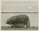 Experiment 326, representative pig #21B, 1930