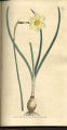 Slender Narcissus, Daffodil