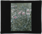 Cirsium (Thistle)