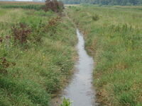 2007 Jack Strawhacker photos of grasses