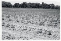 Dry fields