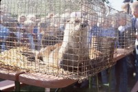 Releasing an otter.