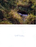 G &amp; T farms