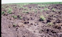 1986 Muddy fields