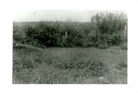 J.W. Robertson Farm, 1959