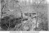 Carboniferous, Mena, Ark., late 1890s or early 1900s