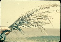 Indian grass.