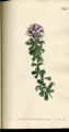 Oval-spiked Psoralea